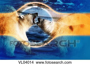 Stock Illustration - polar bears. fotosearch 
- search clipart, 
illustration, 
drawings and vector 
eps graphics images