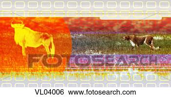 Stock Illustration - water buffalo 
and cheetah. fotosearch 
- search clipart, 
illustration, 
drawings and vector 
eps graphics images