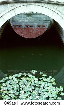 各式各样的摄影图片库 - 反映, 百合花, 池塘, 禁