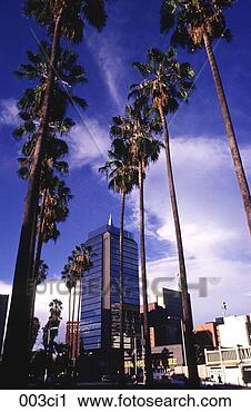 Stock Photography - palm lined avenue 
and glass fronted 
office block zimbabwe 
africa. fotosearch 
- search stock 
photos, pictures, 
images, and photo 
clipart