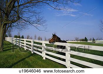 Stock Photo - horse farm. fotosearch 
- search stock 
photos, pictures, 
images, and photo 
clipart