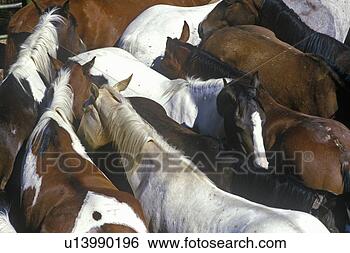 Stock Photo - horses. fotosearch 
- search stock 
photos, pictures, 
images, and photo 
clipart