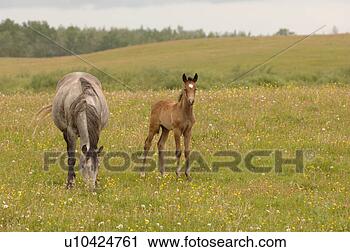Stock Photography - colt with mother 
grazing in pasture. 
fotosearch - search 
stock photos, 
pictures, images, 
and photo clipart