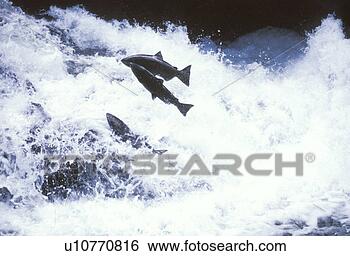 Stock Photo - salmon swimming 
upstream. fotosearch 
- search stock 
photos, pictures, 
wall murals, images, 
and photo clipart