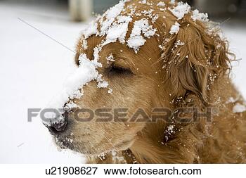 schnee-hund-nahaufnahme_~u21908627.jpg