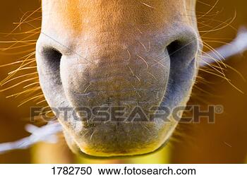 close-up-horse_~1782750.jpg