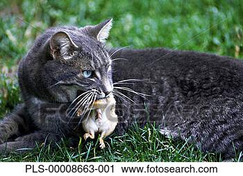 Rote Rose in der Dämmerung - Höhlenwächter - weiblich Grau-katz-gras_~PLS-00008663-001