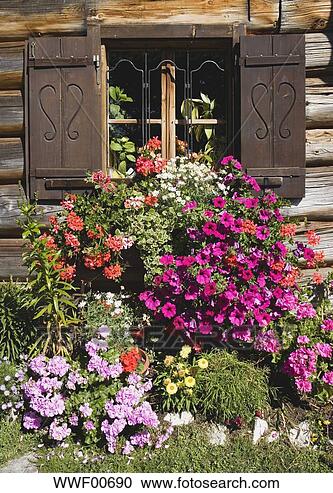 Banque de Photographies - autriche, salzkammergut, fenêtre, fleurs. fotosearch - recherchez des photos, des images et des cliparts