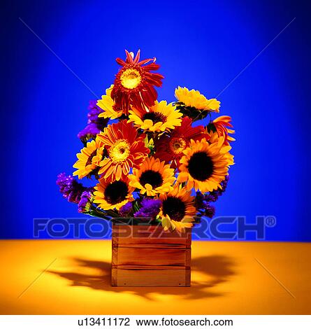 全部种类的创意图片库 - 花, 向日葵, 菊花, 黄色