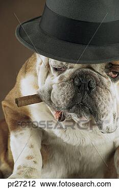 Archivio Fotografico - cane, sigaro, cappello. fotosearch - cerca foto, illustrazioni, immagini e foto clipart