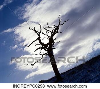 nature-silhouette-sky_~INGREYPC0298.jpg