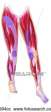 Stock Illustrations of Lower Extremity Trigger Points: Adductor Longus ...