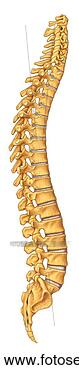 Stock Illustration of Vertebral Column Right Lateral View Unlabeled ...