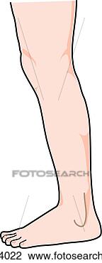 Clip Art of Lateral view of the external anatomy of a child (leg ...