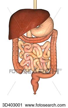 Clipart of Anterior view of the stomach, liver, colon, small intestines ...