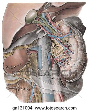 Drawings of A further dissection of 2.36 to expose bile duct. Omental ...