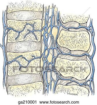 Clipart of Median section of the vertebral venous plexuses of the ...