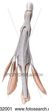 Clipart of Dorsal view of extensor expansion of the 3rd digit. ga232001 ...