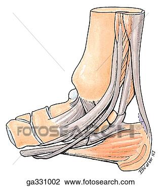 Clip Art of Medial Ankle. B. Schematic of tendons passing posterior to ...