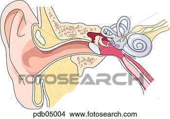 Drawings of Schematic showing external, middle and inner ear. pdb05004 ...