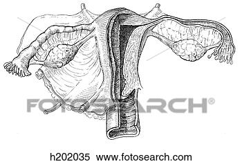 Stock Illustration of Uterus, ovaries, ligaments h202035 - Search ...