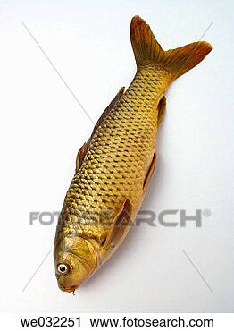 攝影圖庫 - 普通, 鯉魚, (cyprinus, carpio)