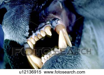 https://comps.fotosearch.com/comp/UNS/UNS014/biologist-examining-teeth_~u12136915.jpg