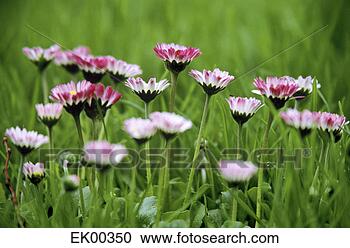 daisy-flowers-field_~EK00350.jpg